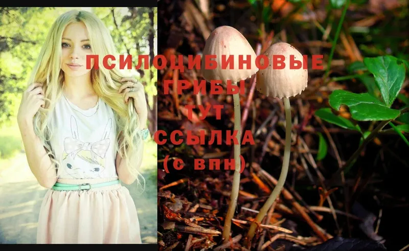 магазин    Анадырь  omg вход  Псилоцибиновые грибы Magic Shrooms 